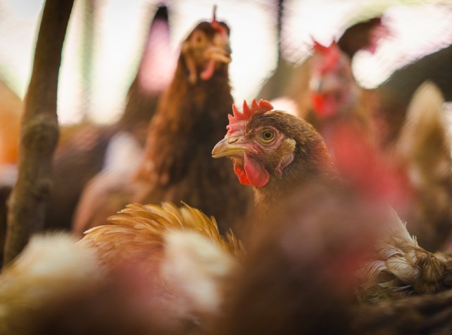 Bird flu misinformation spreading faster than viru