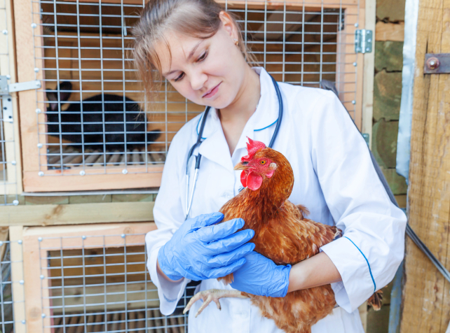 Bird flu outbreak in Germany 'kills hundreds of cr