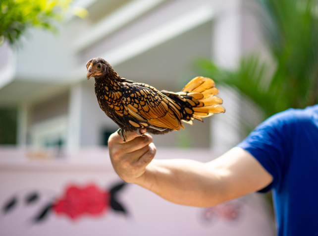 Bird flu warning as strain suspected on remote isl