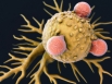 Cells may protect against cancer for life
