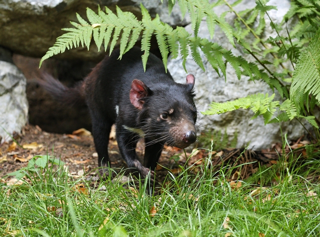 Cancer cure for Tassie devils could be in their ge