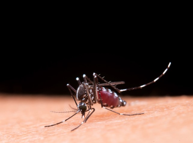 Fresh alert for potentially lethal mosquito-borne 
