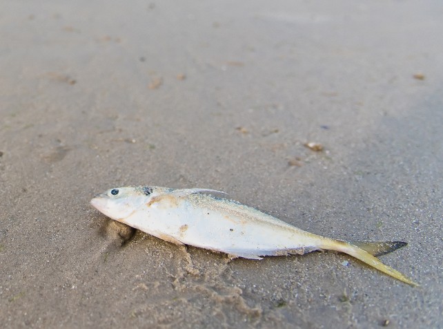 Gaslit government under fire over algal bloom clai