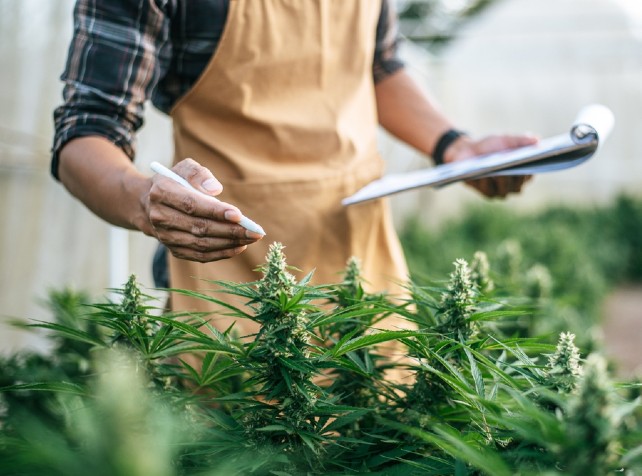 German government set to legalise cannabis on Apri