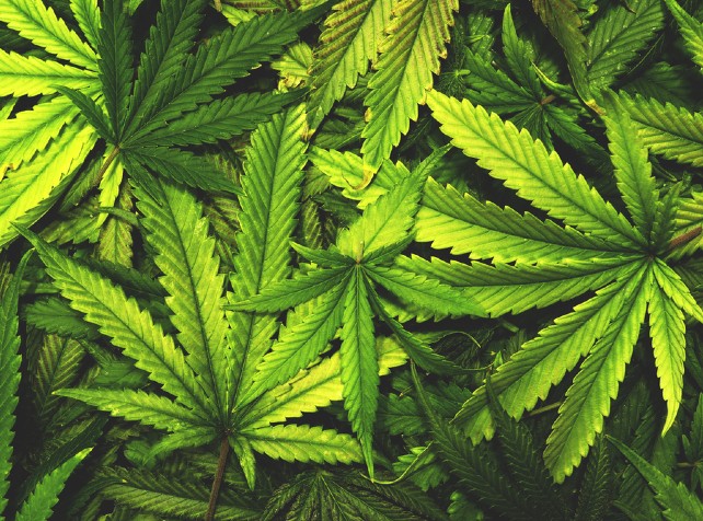 Greener grass if weed is legal but doctors more bl