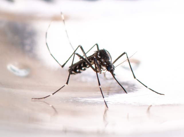 Health alert as mosquito virus spreads in three st