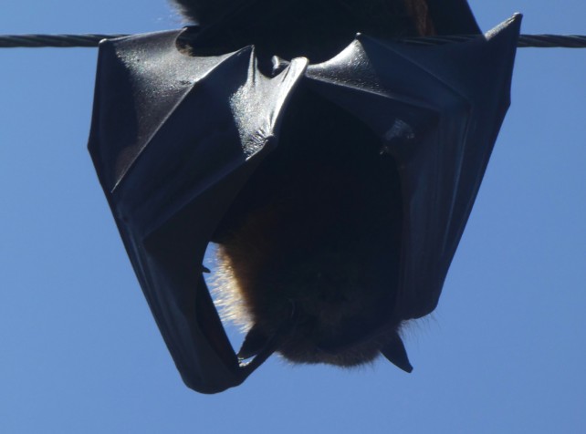 Man critical after catching rare bat lyssavirus vi