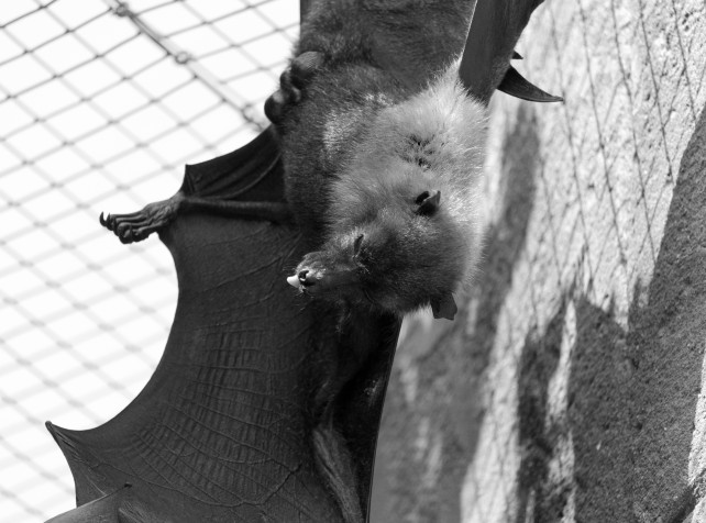 Man dies of rare untreatable virus after bat bite