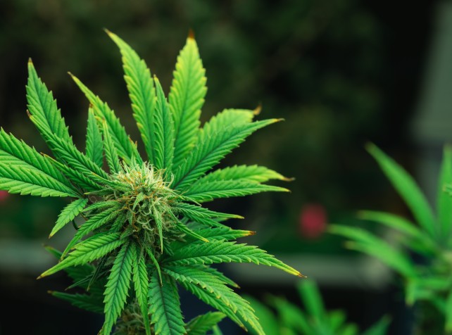 Medicinal cannabis concerns half baked advocates s