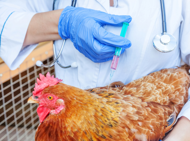 Minister downplays risk of bird flu after seal dea