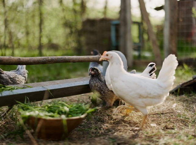 New Zealand confident H7 bird flu confined to one 