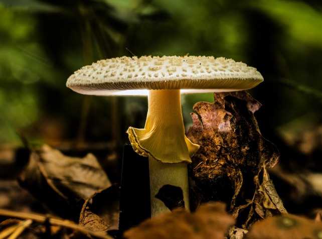 Poisonous mushrooms warning following Easter rain