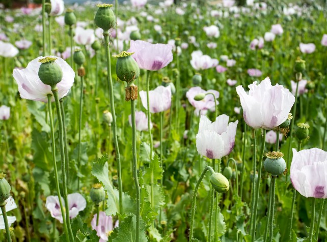 Poppy seeds recalled amid poisonings