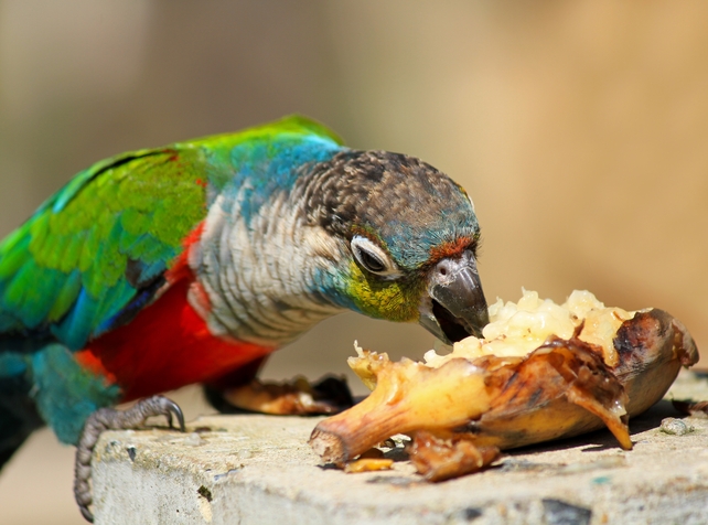 Quest to protect rare parrot from deadly bird flu