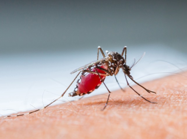 Thirty-three die of mosquito borne illnesses in Cu