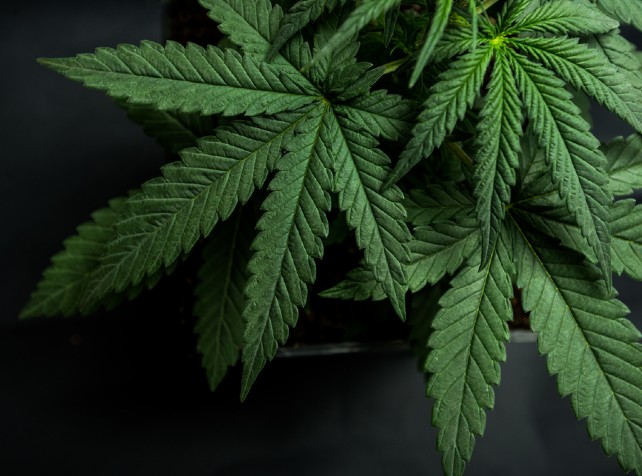 'To be blunt, it's cruel': legal weed could reduce