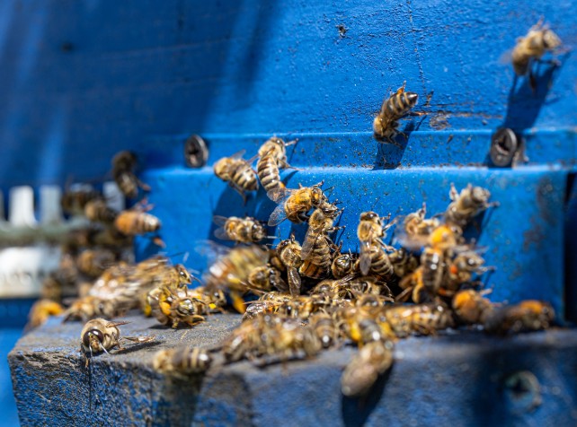 Unusual bee attack in French town leaves 24 injure