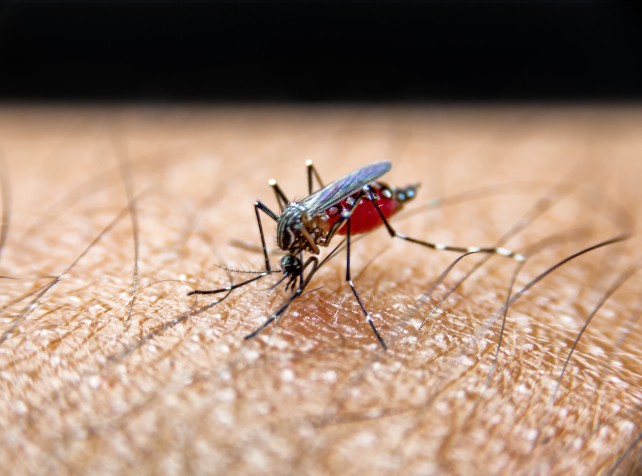 WHO urges action as mosquito-borne chikungunya spr