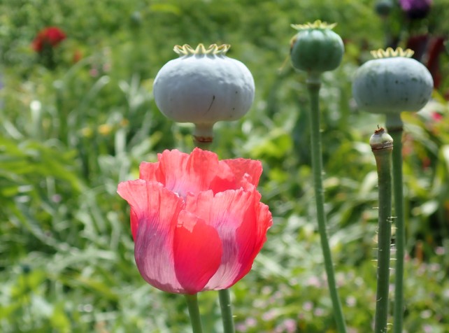 Warning after toxic poppy pods pinched from legal 