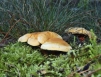 Wild Mushrooms